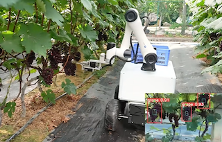 智能協作機器人,越疆智能協作機器人,CR30H智能協作機器人-果蔬采摘總怕傷果？越疆協作機器人的“溫柔手”有妙招